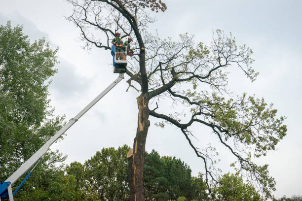 Large Tree Removal in Boutte, LA